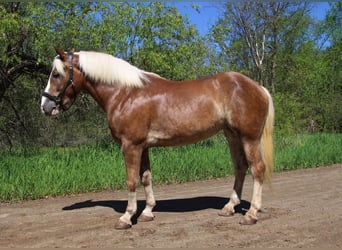 Haflinger / Avelignese, Castrone, 4 Anni, 147 cm, Sauro ciliegia