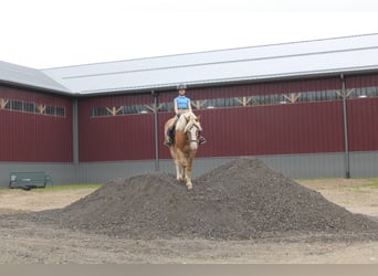 Haflinger / Avelignese, Castrone, 4 Anni, 147 cm, Sauro ciliegia