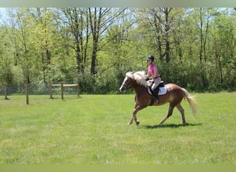 Haflinger / Avelignese, Castrone, 4 Anni, 147 cm, Sauro ciliegia