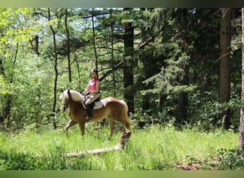 Haflinger / Avelignese, Castrone, 4 Anni, 147 cm, Sauro ciliegia