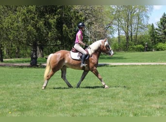 Haflinger / Avelignese, Castrone, 4 Anni, 147 cm, Sauro ciliegia