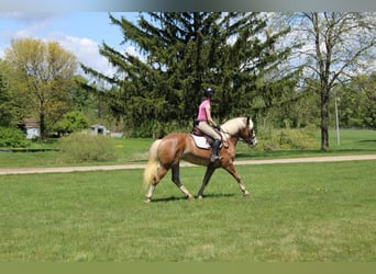 Haflinger / Avelignese, Castrone, 4 Anni, 147 cm, Sauro ciliegia