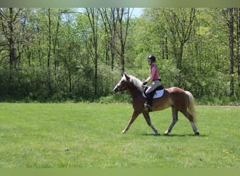 Haflinger / Avelignese, Castrone, 4 Anni, 147 cm, Sauro ciliegia