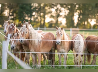 Haflinger / Avelignese, Castrone, 4 Anni, 148 cm