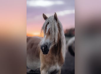 Haflinger / Avelignese, Castrone, 4 Anni, 148 cm