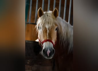 Haflinger / Avelignese, Castrone, 4 Anni, 148 cm, Sauro