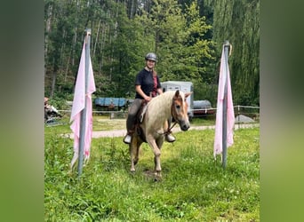 Haflinger / Avelignese, Castrone, 4 Anni, 148 cm, Sauro