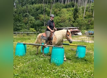 Haflinger / Avelignese, Castrone, 4 Anni, 148 cm, Sauro