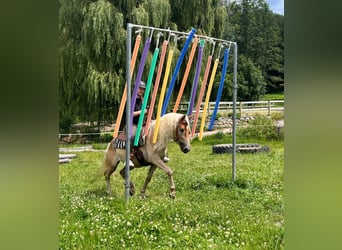 Haflinger / Avelignese, Castrone, 4 Anni, 148 cm, Sauro