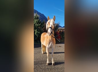 Haflinger / Avelignese, Castrone, 4 Anni, 148 cm, Sauro