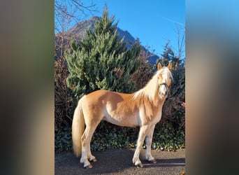 Haflinger / Avelignese, Castrone, 4 Anni, 148 cm, Sauro