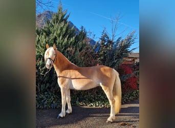 Haflinger / Avelignese, Castrone, 4 Anni, 148 cm, Sauro