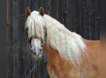 Haflinger / Avelignese, Castrone, 4 Anni, 149 cm