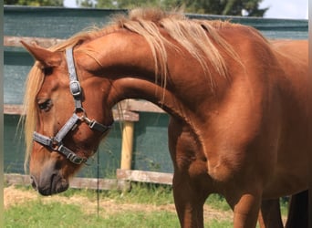 Haflinger / Avelignese Mix, Castrone, 4 Anni, 150 cm, Baio