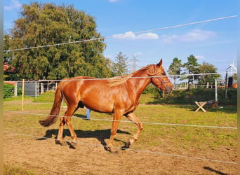 Haflinger / Avelignese Mix, Castrone, 4 Anni, 150 cm, Baio