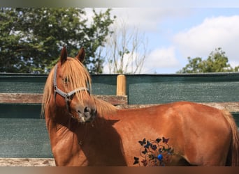 Haflinger / Avelignese Mix, Castrone, 4 Anni, 150 cm, Baio