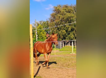 Haflinger / Avelignese Mix, Castrone, 4 Anni, 150 cm, Baio