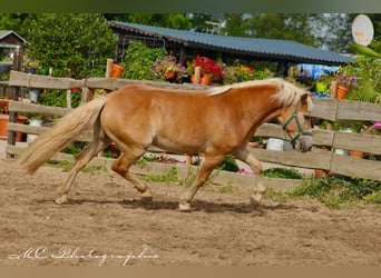 Haflinger / Avelignese, Castrone, 4 Anni, 150 cm, Baio chiaro