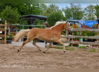 Haflinger / Avelignese, Castrone, 4 Anni, 150 cm, Baio chiaro