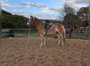 Haflinger / Avelignese, Castrone, 4 Anni, 152 cm, Sauro