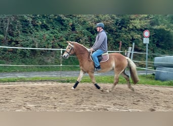 Haflinger / Avelignese, Castrone, 4 Anni, 152 cm, Sauro