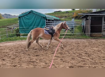 Haflinger / Avelignese, Castrone, 4 Anni, 152 cm, Sauro