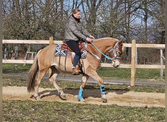 Haflinger / Avelignese, Castrone, 4 Anni, 152 cm, Sauro