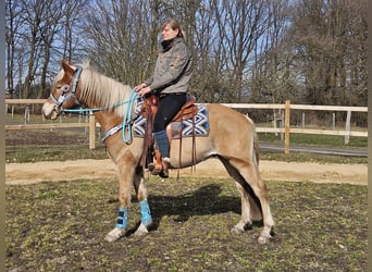 Haflinger / Avelignese, Castrone, 4 Anni, 152 cm, Sauro