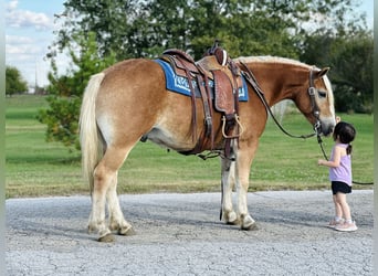 Haflinger / Avelignese, Castrone, 5 Anni, 142 cm, Sauro ciliegia