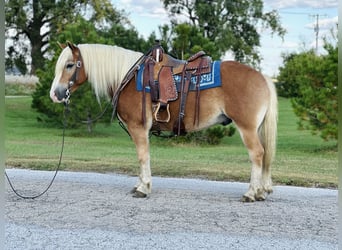 Haflinger / Avelignese, Castrone, 5 Anni, 142 cm, Sauro ciliegia