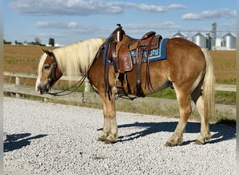 Haflinger / Avelignese, Castrone, 5 Anni, 142 cm, Sauro ciliegia