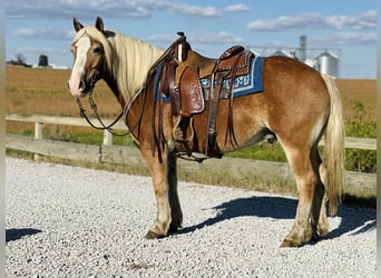 Haflinger / Avelignese, Castrone, 5 Anni, 142 cm, Sauro ciliegia