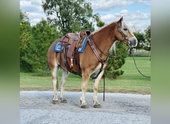 Haflinger / Avelignese, Castrone, 5 Anni, 142 cm, Sauro ciliegia