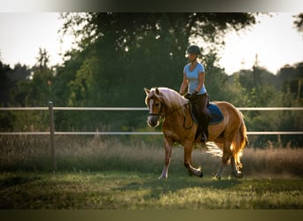 Haflinger / Avelignese, Castrone, 5 Anni, 148 cm