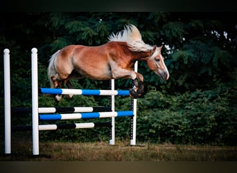 Haflinger / Avelignese, Castrone, 5 Anni, 148 cm