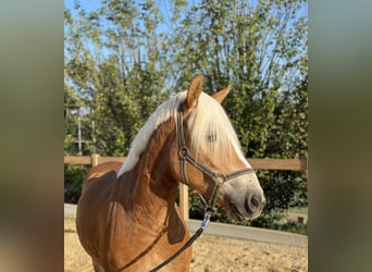 Haflinger / Avelignese, Castrone, 5 Anni, 153 cm, Sauro