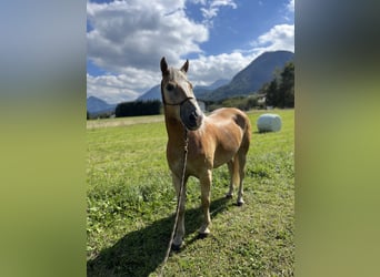 Haflinger / Avelignese, Castrone, 5 Anni, 155 cm, Sauro