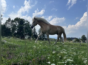 Haflinger / Avelignese, Castrone, 5 Anni, 155 cm, Sauro