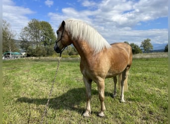 Haflinger / Avelignese, Castrone, 5 Anni, 155 cm, Sauro