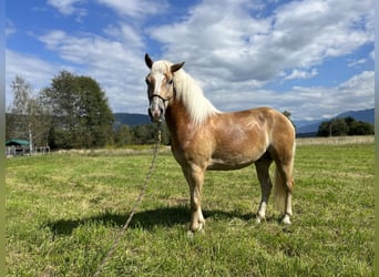 Haflinger / Avelignese, Castrone, 5 Anni, 155 cm, Sauro