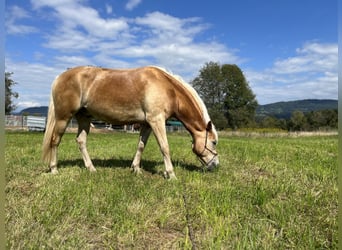 Haflinger / Avelignese, Castrone, 5 Anni, 155 cm, Sauro