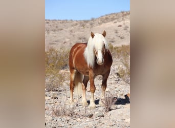 Haflinger / Avelignese, Castrone, 6 Anni, 132 cm, Sauro ciliegia