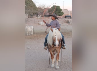 Haflinger / Avelignese, Castrone, 6 Anni, 132 cm, Sauro ciliegia