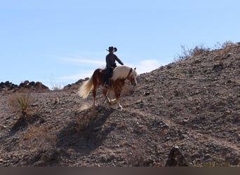 Haflinger / Avelignese, Castrone, 6 Anni, 132 cm, Sauro ciliegia