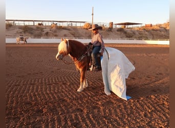 Haflinger / Avelignese, Castrone, 6 Anni, 132 cm, Sauro ciliegia