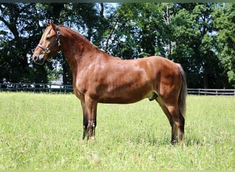 Haflinger / Avelignese, Castrone, 6 Anni, 137 cm, Baio
