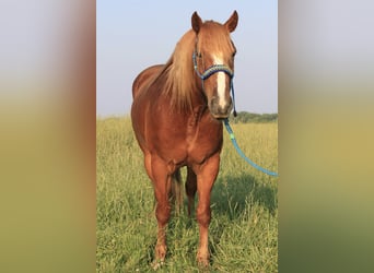 Haflinger / Avelignese, Castrone, 6 Anni, 140 cm, Sauro ciliegia