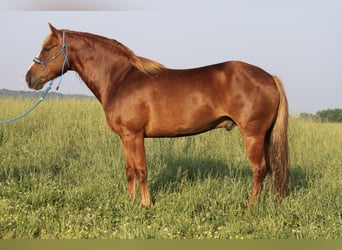 Haflinger / Avelignese, Castrone, 6 Anni, 140 cm, Sauro ciliegia