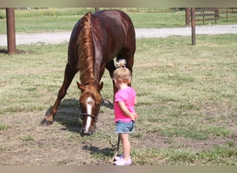 Haflinger / Avelignese, Castrone, 6 Anni, 140 cm, Sauro ciliegia