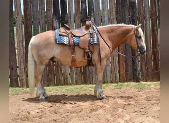 Haflinger / Avelignese, Castrone, 6 Anni, 145 cm, Palomino